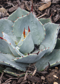 Agave parryi 'J.C. Raulston'